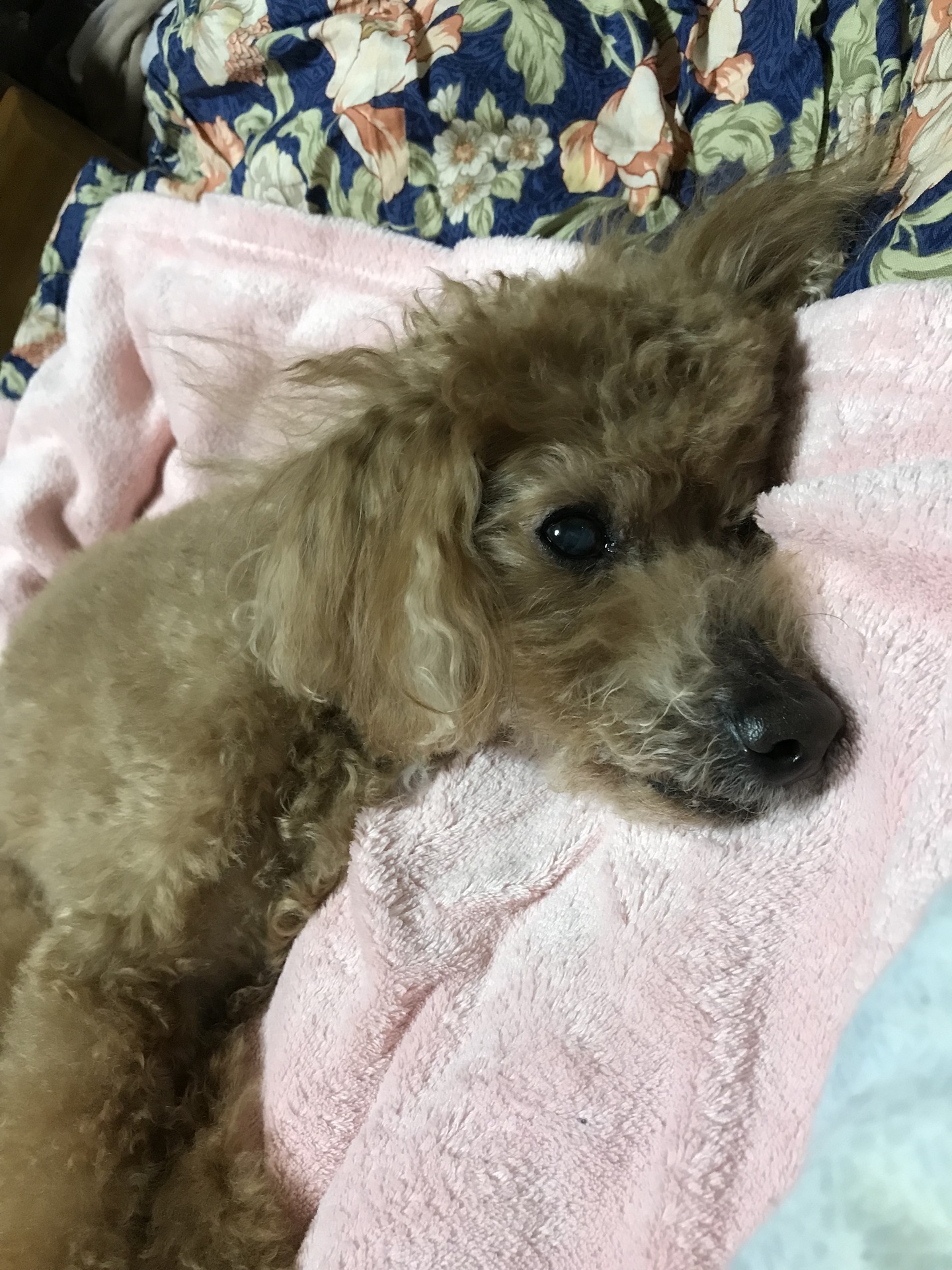 腎臓病の食事 犬の慢性腎不全 愛犬闘病日記ブログ